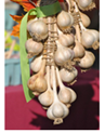 garlic bundle